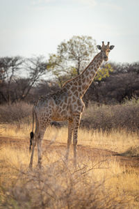 Southern giraffe stands beside track eyeing camera