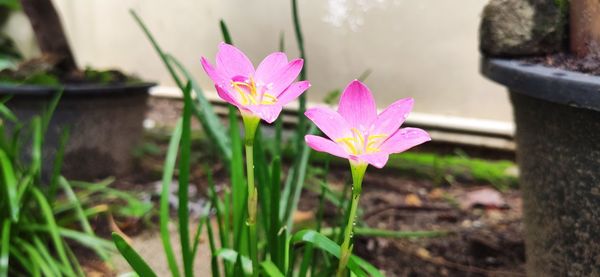 Close-up of pink crocus flower