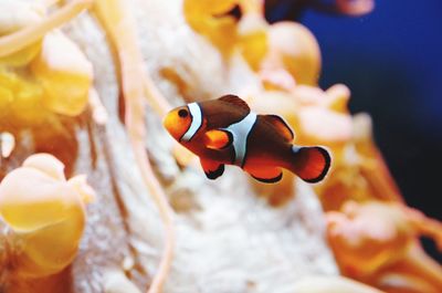 Close-up side view of fish underwater