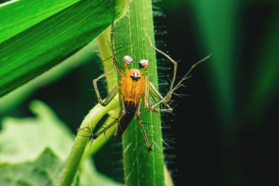 Close-up of insect on leaf