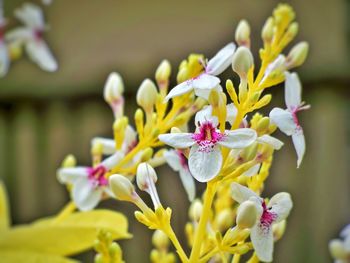 Close-up of yellow flowers blooming outdoors