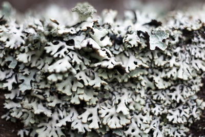 Close-up of mushroom growing in snow