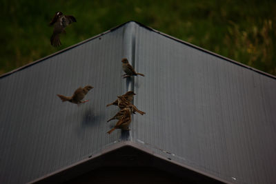 Low angle view of birds flying