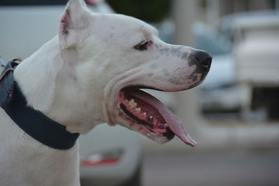 Close-up of dog sticking out tongue