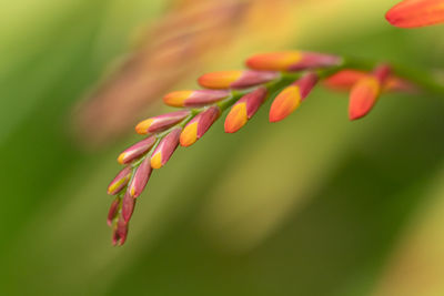 Close-up of crocosmia flower buds