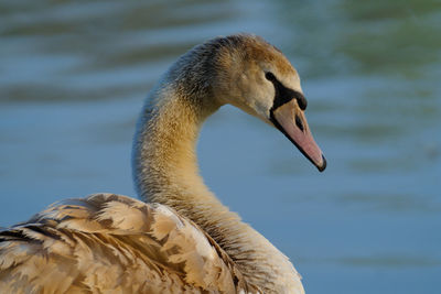 Close-up of duck swimming on lake