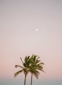 Palm tree against sky at night