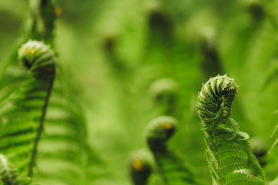 Close-up of fern leaves