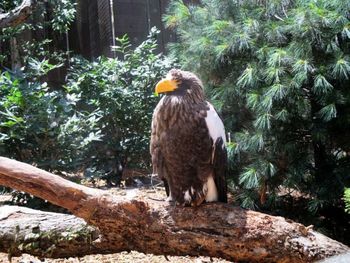 Bird perching on branch against trees