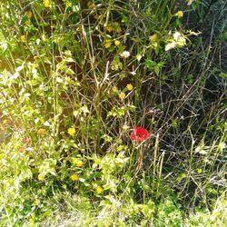 Plants growing on field