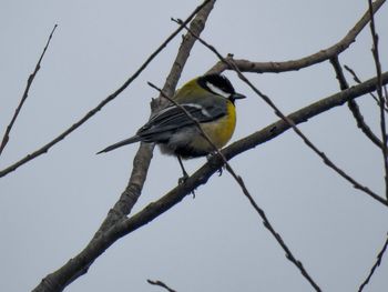 Low angle view of bird perching on branch against sky