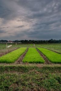 Scenic view of agricultural field against sky