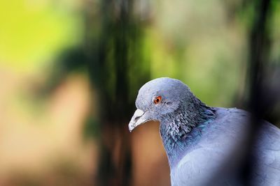 Close-up of bird