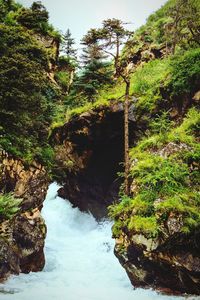 Stream flowing through forest