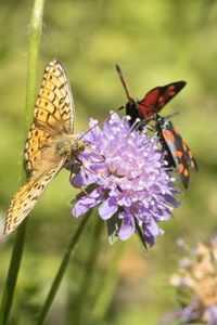 Close-up of butterfly pollinating on purple flower