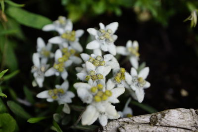 Close-up of white flowering plant