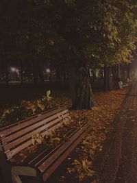 Trees at night