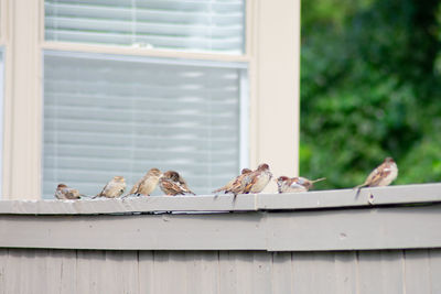 Birds on a window of a building