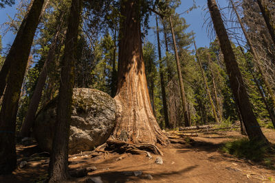 Trees in forest