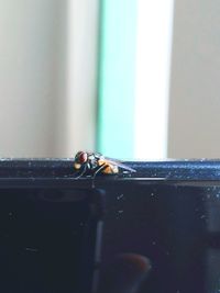 Close-up of bee perching on floor