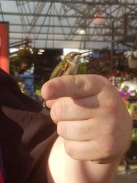 Close-up of man holding bird