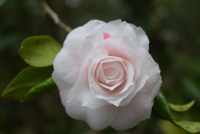 Close-up of white rose