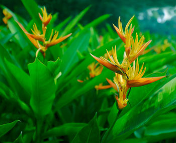 Close-up of orange flowering plant