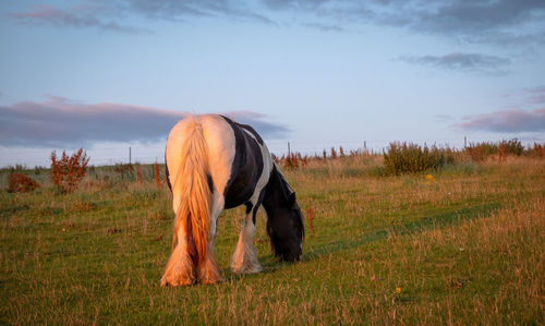 Horse grazing in a field