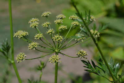 Close-up of flowering plant