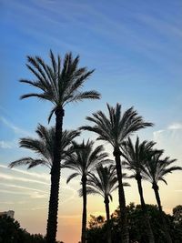 Low angle view of palm trees against sky