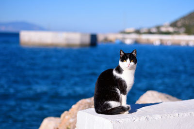 Close-up of cat looking away