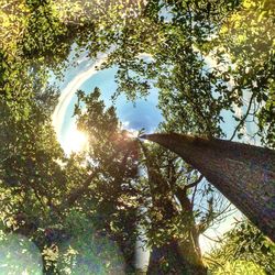 Low angle view of trees against sky