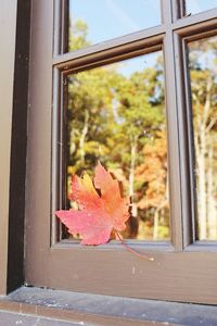 Close-up of autumnal seen through window