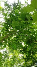 Low angle view of tree