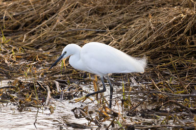 Little egret, egretta garzetta, fishing on the river colne