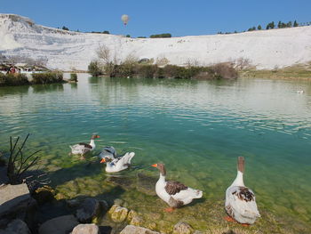 Swans swimming in lake