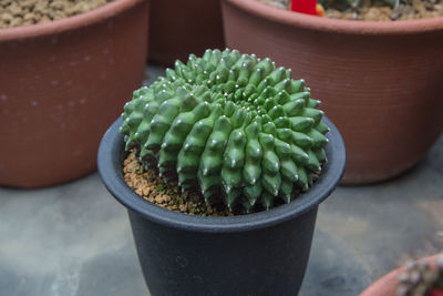 High angle view of succulent plant in pot