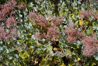 Close-up of pink flowering plants