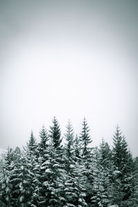 Pine trees in forest against sky during winter