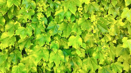 Full frame shot of ivy growing on plant