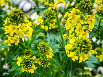 Close-up of yellow flowering plants in park