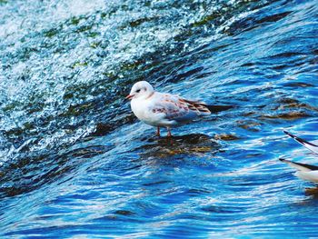 Seagull swimming in sea