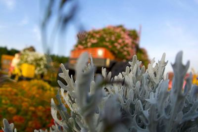 Close-up of white flowers growing in park