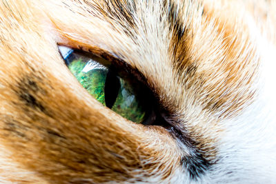 Close-up portrait of cat