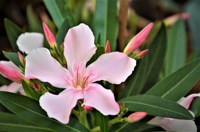 Close-up of pink flowering plant