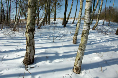 Trees on snow covered ground