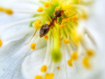 Macro shot of white flower