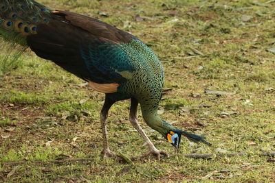 Close-up of peacock bird on field