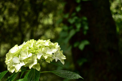 Close-up of white flowering plant