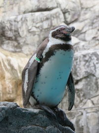 Close-up of bird perching on rock